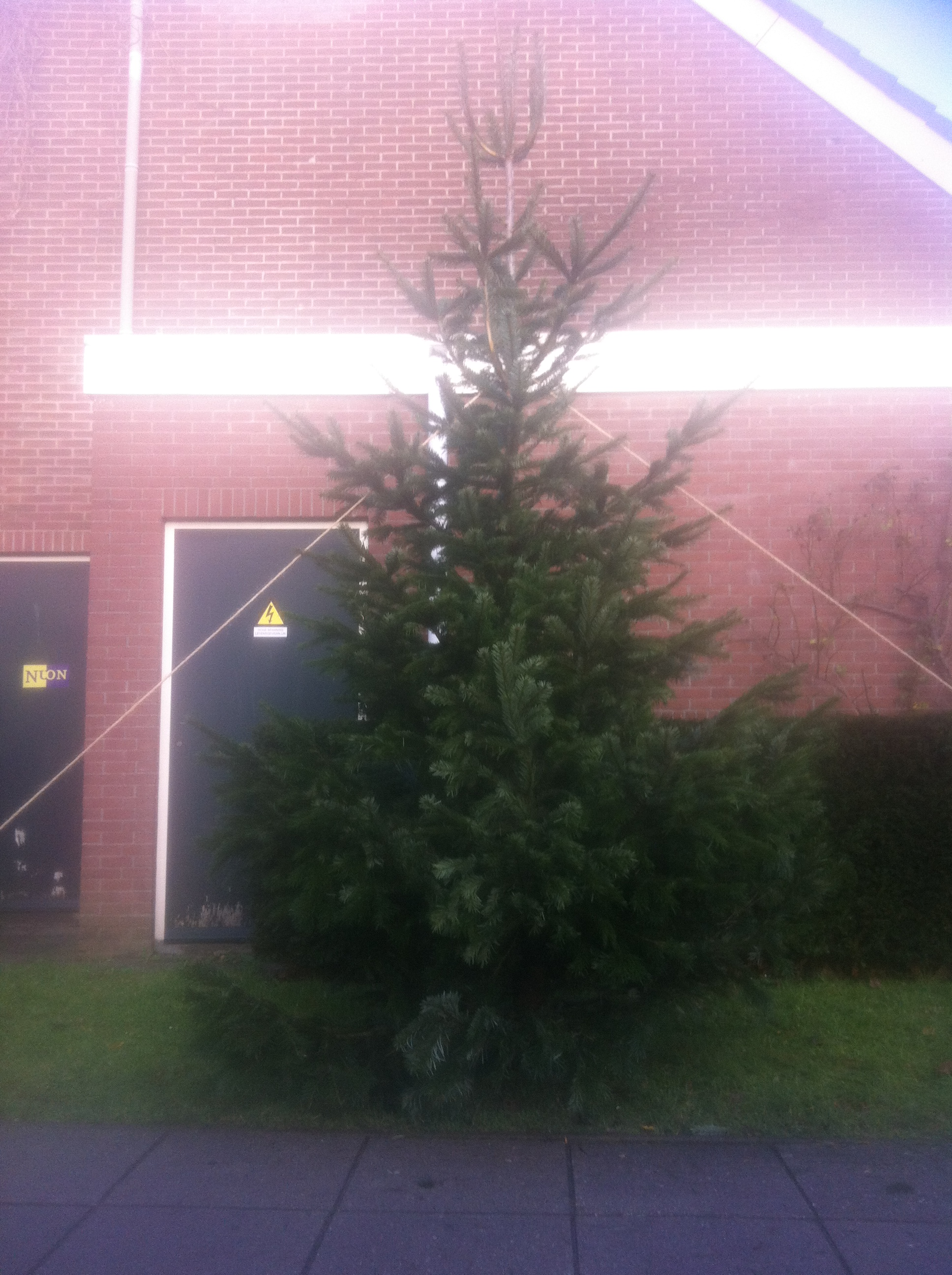 kerstboom