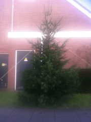 kerstboom