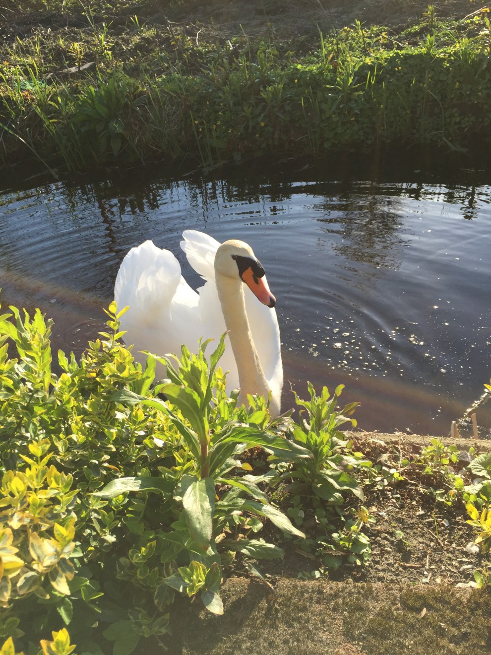 Trudie de Vrij: Zwaan op bezoek